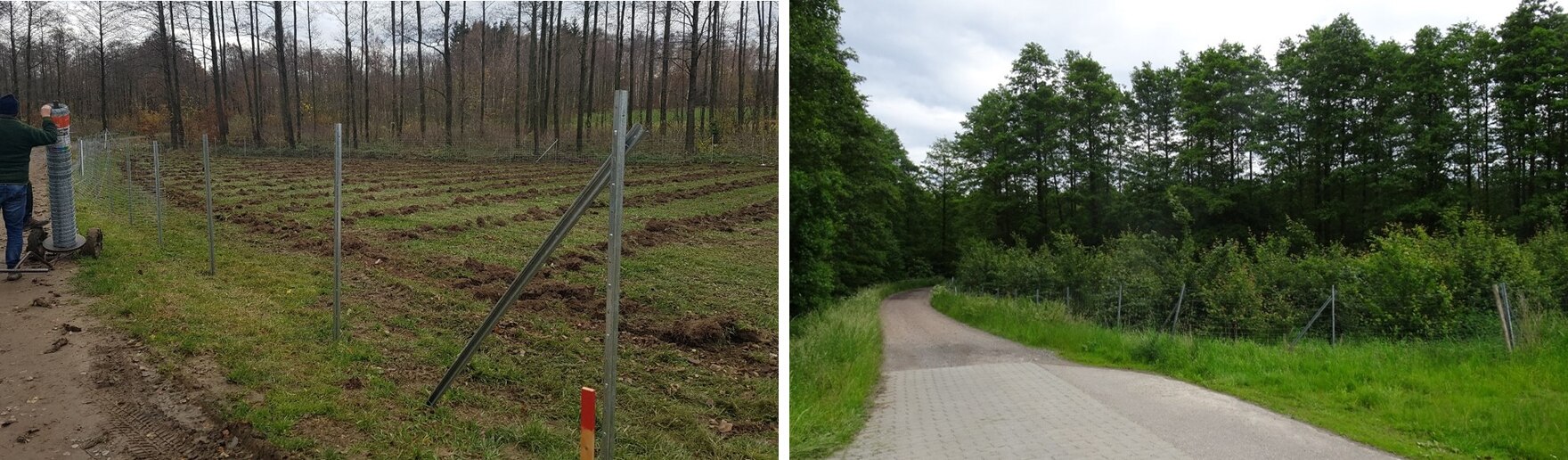 Pflanzmaßnahmen am Verbindungweg: Bild links 2019; Bild rechts 2024